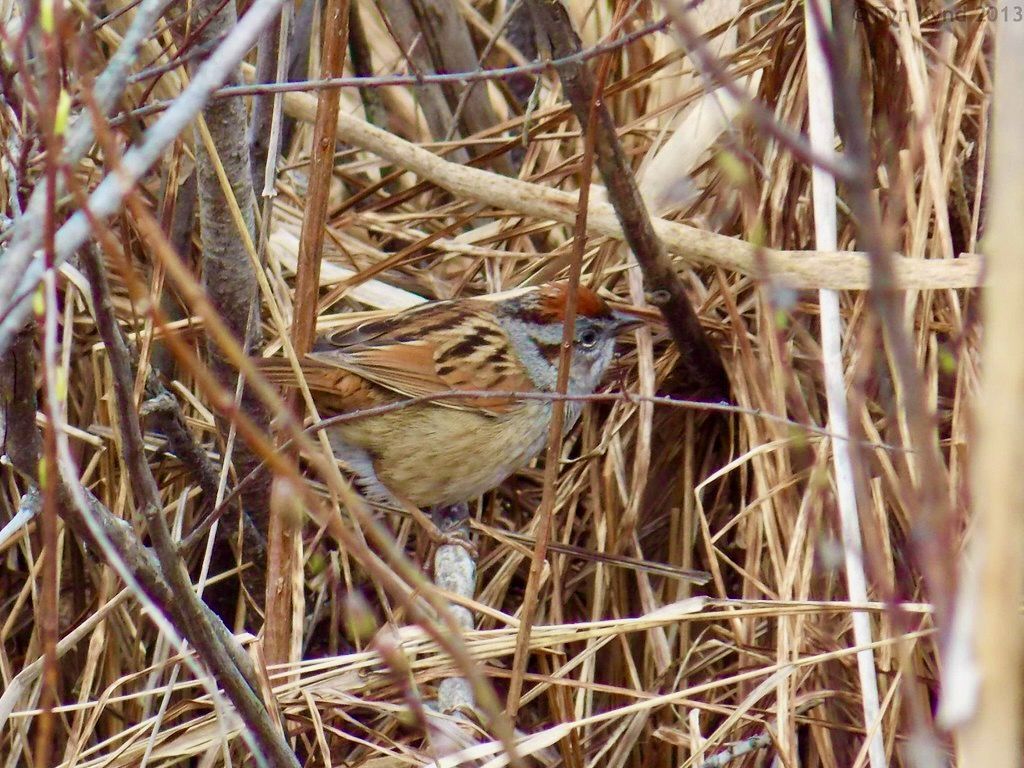Swamp Sparrow by Fyn Kynd is licensed under CC BY 2.0